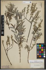 Foto von Salix repens subsp. rosmarinifolia (L.) Andersson